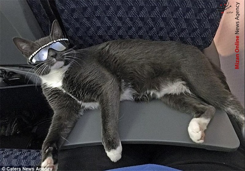 گربه‌‌ای عجیب که «عینک دودی» می‌زند + تصاویر