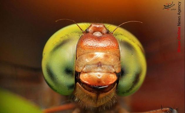 عکاسی ماکرو از حشرات +تصاویر