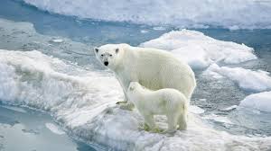 توله خرس قطبی برای نخستین بار برف می‌بیند + تصاویر(گزارش 68)