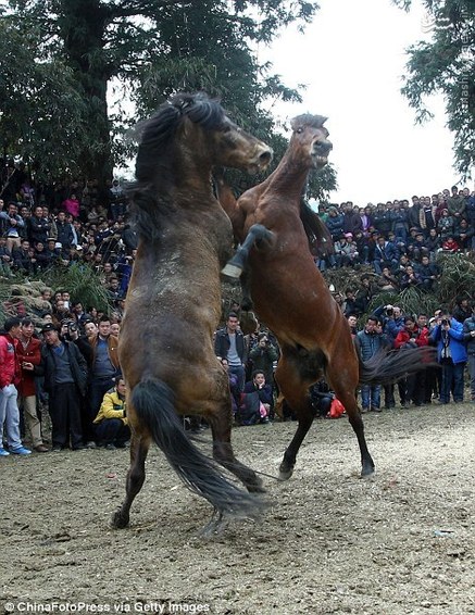 نبرد خونین اسب‌ها در چین + تصاویر