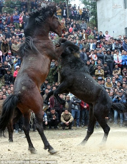 نبرد خونین اسب‌ها در چین + تصاویر