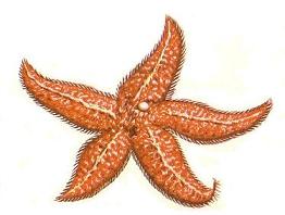 کشف علت مرگ دسته‌جمعی ستاره‌های دریایی