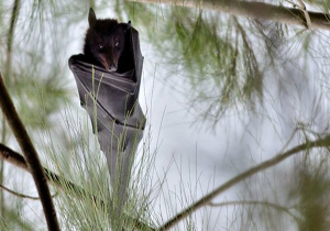 الهام از خفاش برای ارتقاء سیستم ایمنی بدن
