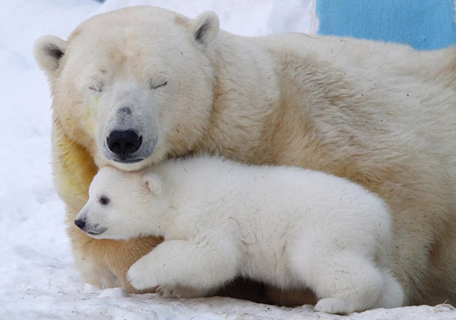 مهر مادری خرس قطبی + عکس