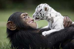 شامپانزه مهربانی که از بچه ببرها نگهداری می کند +عکس