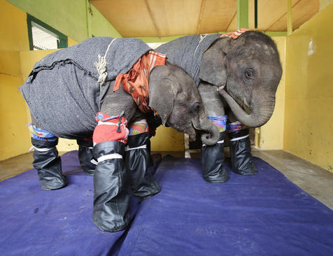 از پوشاندن فیل های جوان در برابر سرما تا صید ماهی 30 کیلویی +تصاویر