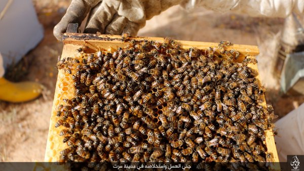 عسل داعشی وارد بازارهای لیبی شد! + عکس / ویژه عید 22