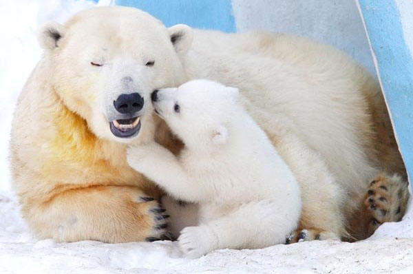 مادرانه های خرس قطبی +عکس