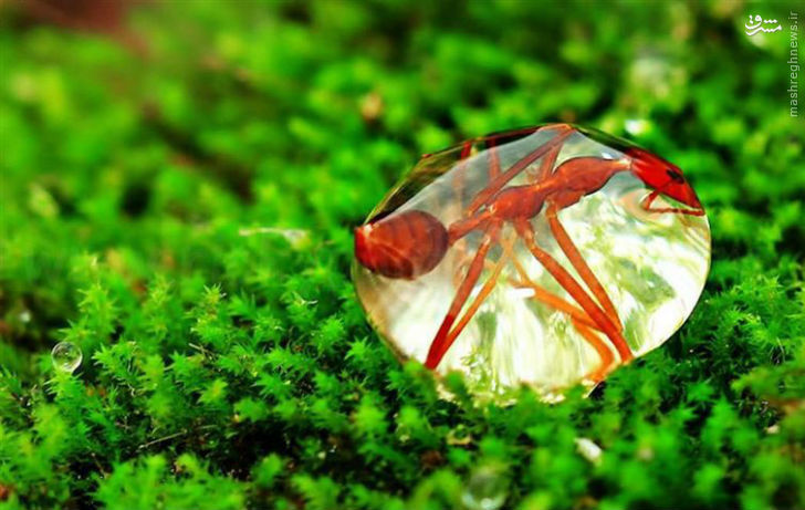 گرفتار شدن مورچه در قطره آب +عکس