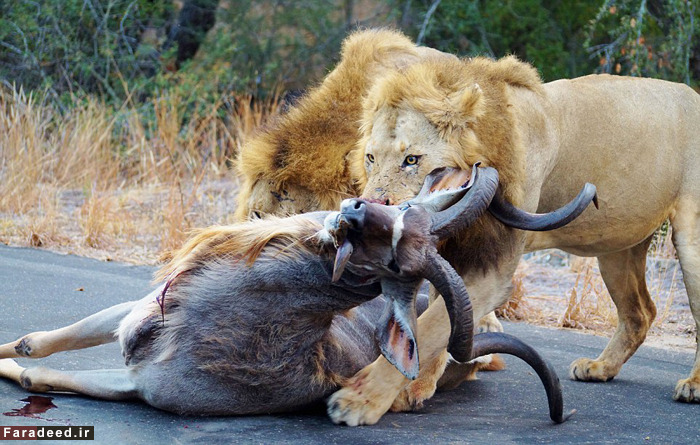 تصاویر / حمله شیرها به بزکوهی جلوی گردشگران