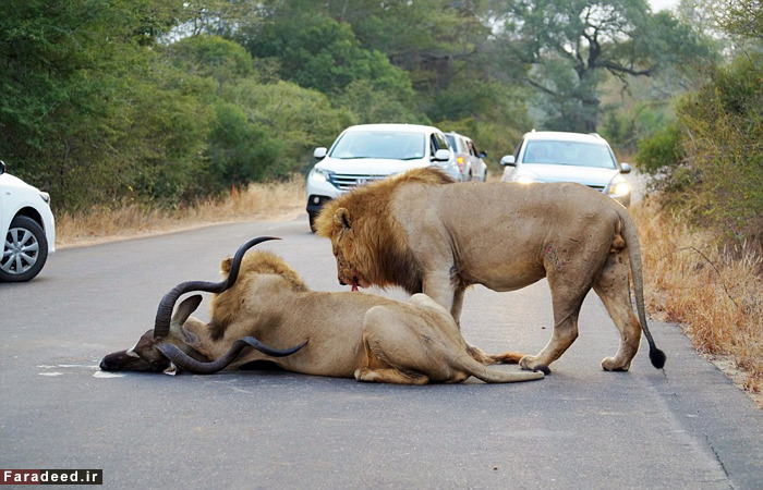 تصاویر / حمله شیرها به بزکوهی جلوی گردشگران