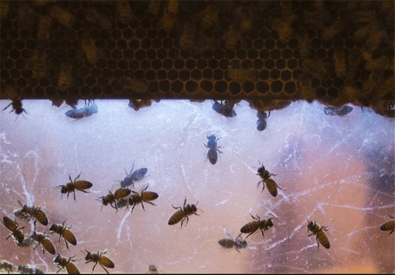 حمله زنبور‌های قاتل به مسجدی در آریزونا +عکس