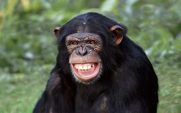 کشف یک مورد عجیب در زندگی شامپانزه‌ها