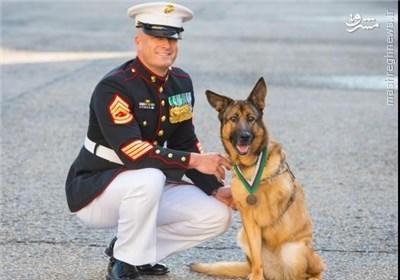 سگ نظامی ۱۲ ساله نشان شجاعت گرفت +عکس