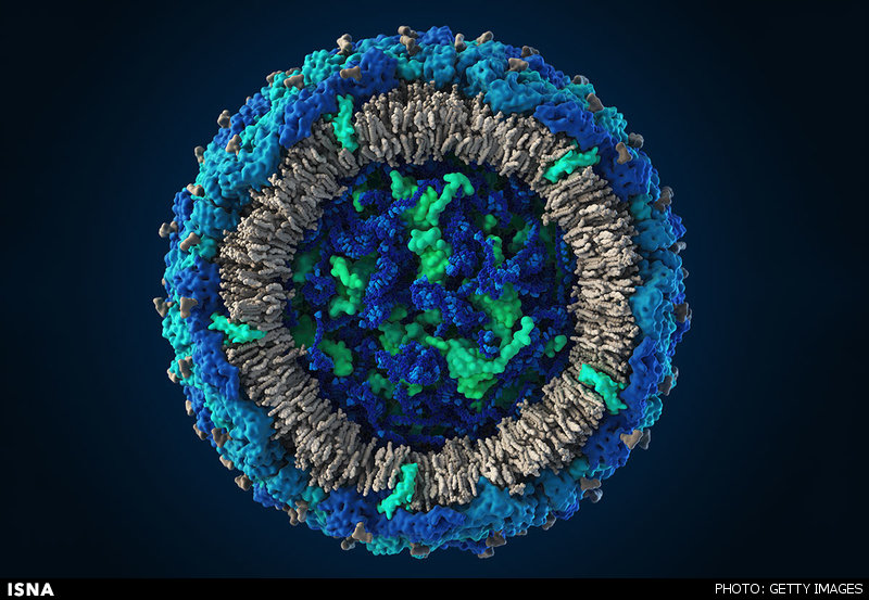 ویروس زیکا از نمای نزدیک +تصاویر