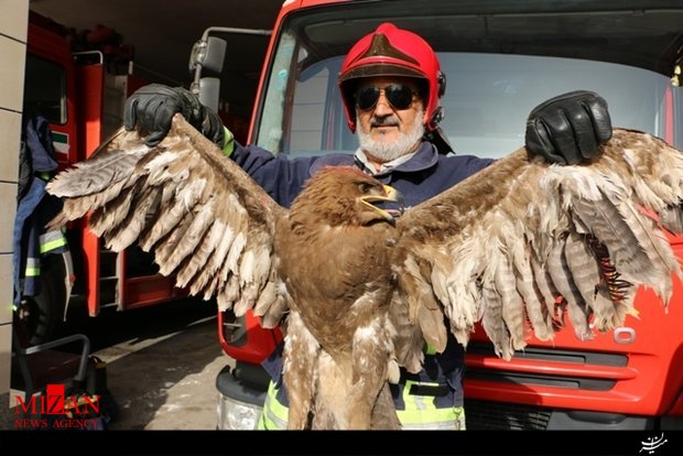 عقاب دردسر ساز در چنگ آتش نشانان +عکس