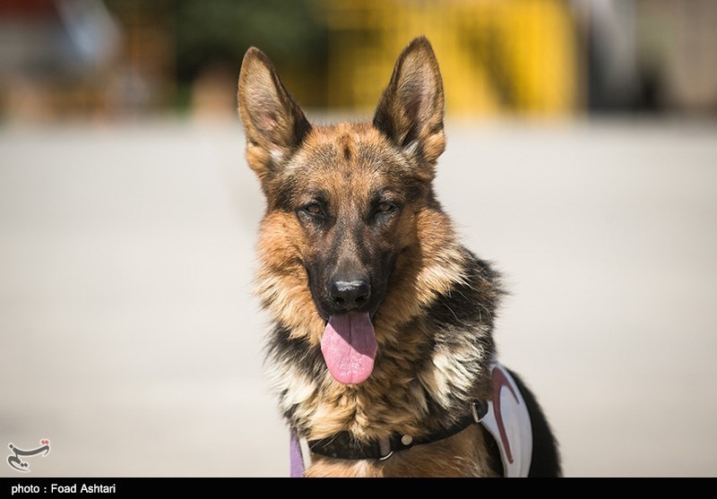 باهوش‌ترین «سگ نجات» ایران مُرد +عکس