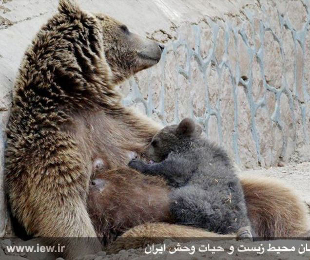 تولد یک خرس قهوه ای و دو آهوی زرد در باغ وحش تهران +تصاویر