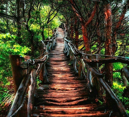 مسیر رویایی در دل جنگل + عکس