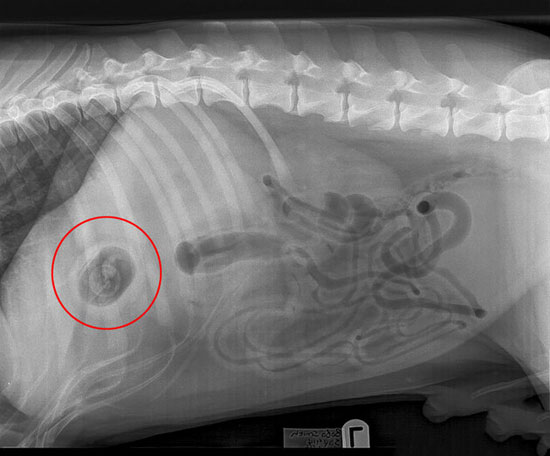 لاک پشت نینجا از داخل شکم یک سگ بیرون آمد +تصاویر