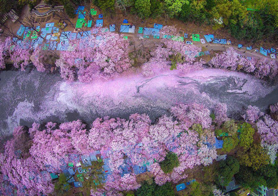 رنگ آمیزی دریاچه توکیو با شکوفه ها + عکس