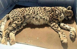 یک یوزپلنگ ایرانی ماده در تصادف کشته شد/۱۰۰ میلیون تومان؛ دیه ۲ یوزپلنگ