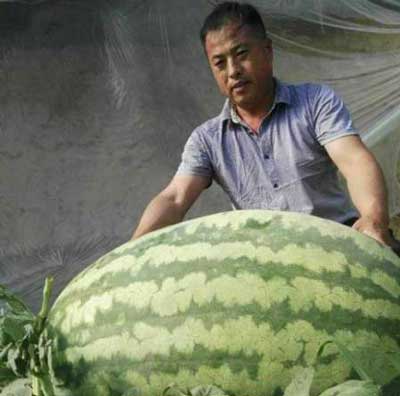 هندوانه ۸۰ کیلویی در چین +عکس