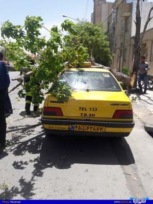 سقوط درخت نارون برروی خودرو +تصاویر