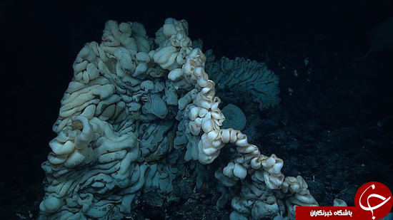 پیرترین موجود زنده در اعماق دریا را ببینید+تصاویر