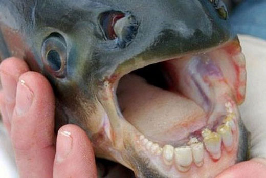 کشف ماهی با دندان های شبیه به انسان + عکس