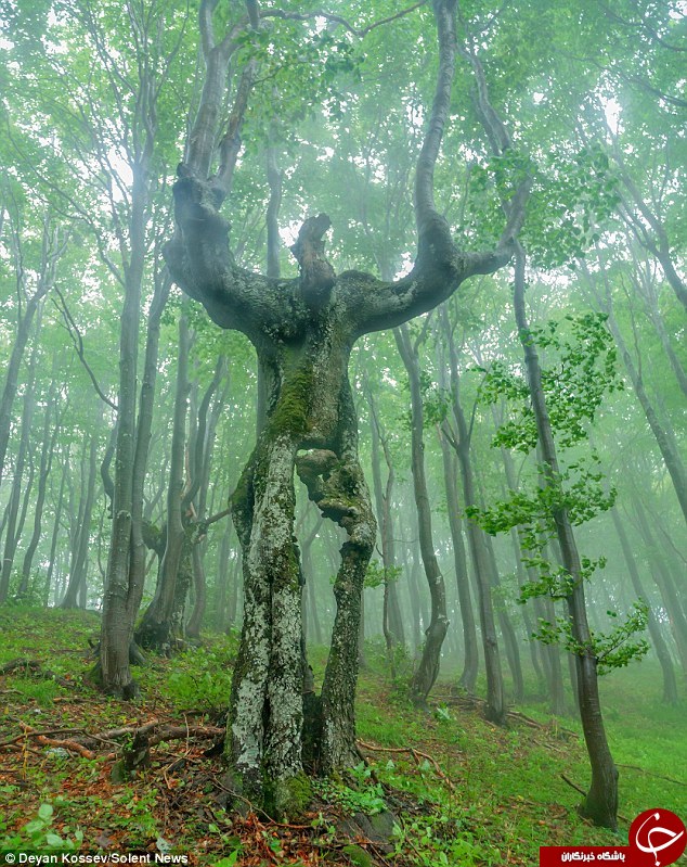 درختی شبیه انسان +عکس