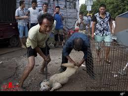 درخواست فعالان چینی حقوق حیوانات برای پایان سگ کشی!+عکس