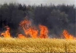مهار آتش سوزی مزارع کوهدشت/ 800 هکتار در آتش سوخت