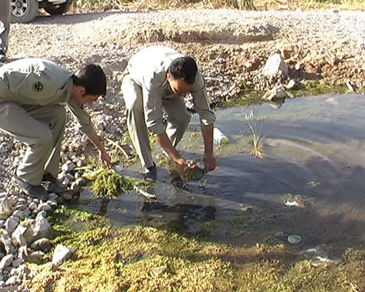 در شیراز رودخانه را خشک می‌کنند تا برنج بکارند + تصاویر