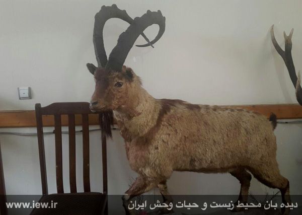 کشف گوشت و تاکسیدرمی کل وحشی داخل خانه شکارچیان متخلف در مازندران