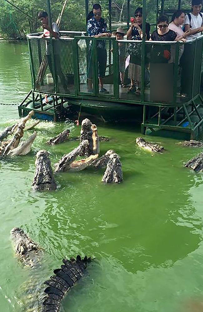 وحشتناک ترین مزرعه تمساح ها در تایلند تعطیل شد+ تصاویر