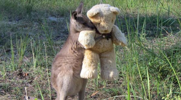 عکس /  کانگرویی یتیمی که خرس عروسکی را در آغوش میگیرد