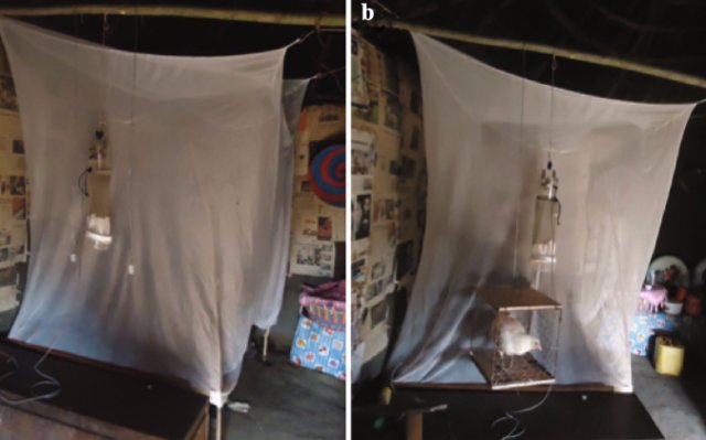 مرغ و خروس، پشه مالاریا را فراری می‌دهند