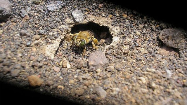 زنبوری که در مواد مذاب آتشفشانی زندگی می کند+عکس