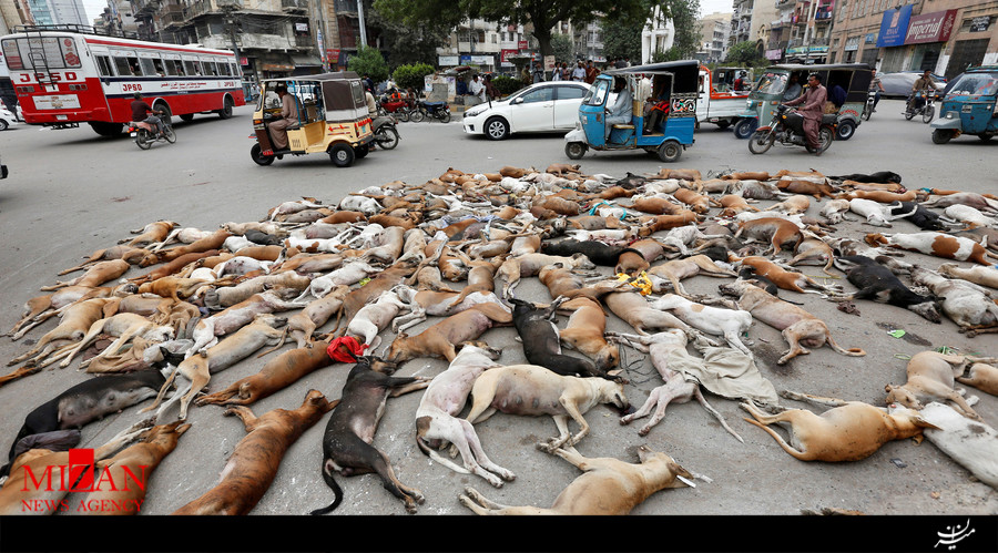 وحشت کاربران شبکه‌های اجتماعی از کشتار بیش از 700 سگ ولگرد در پاکستان + عکس (16+)