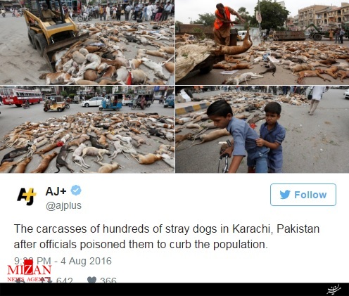 وحشت کاربران شبکه‌های اجتماعی از کشتار بیش از 700 سگ ولگرد در پاکستان + عکس (16+)