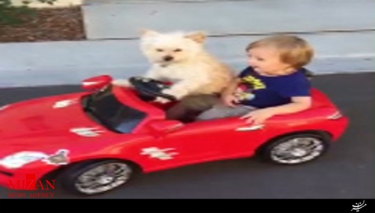 رانندگی دیدنی سگ برای کودک خردسال! + فیلم