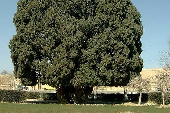 کهنسال ترین موجود زنده ایران 2800 سال سن دارد