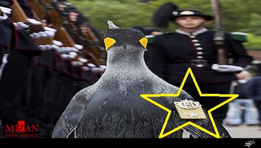 پنگوئن نروژی سر‌تیپ شد! + فیلم