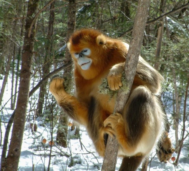 غمگین‌ترین میمون جهان شناسایی شد+عکس