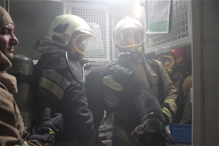 مهار آتش سوزی در مرکز دامپزشکی/ نجات حیوانات از میان دود و آتش
