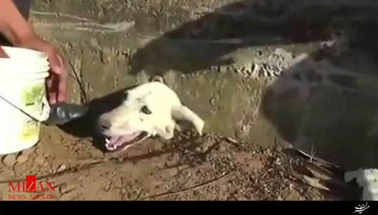 نجات یک قلاده سگ از حادثه عجیب در پرو + فیلم