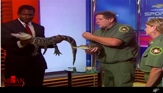 حمله تمساح به مجری در یک برنامه زنده+فیلم