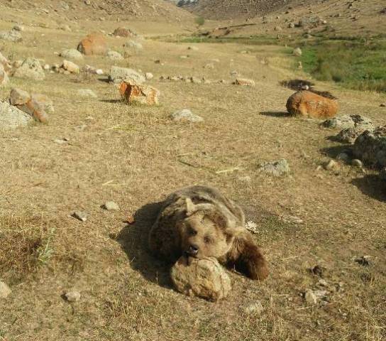 کشتن خرس قهوه ای در اردبیل/ کشف لاشه حیوان 4 روز پس از مرگ