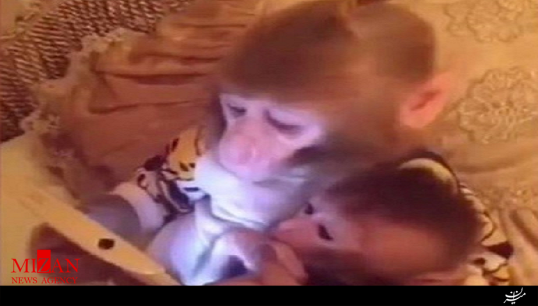 میمون مادر به بچه خود تبلت آموزش می‌دهد! + فیلم